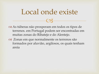 
 As túberas não prosperam em todos os tipos de
terrenos. em Portugal podem ser encontradas em
muitas zonas do Ribatejo e do Alentejo.
 Zonas em que normalmente os terrenos são
formados por aluvião, argilosos, os quais tenham
areia
Local onde existe
 