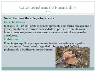 Características de Pucarinhas
Nome cientifico- Macrolepiota procera
Características
O chapéu (7 – 25 cm) deste cogumelo apresenta uma forma oval quando é
jovem, mas torna-se convexo com a idade. O pé (14 – 20 cm) tem cor
branca quando é jovem, mas torna-se rosado ou acastanhado quando
amadurece.
Habitat natural
É um fungo saprófita que aparece nas bordas das matas e nos pastos
assim como em áreas de solo degradado. Surge no final do Verão e
prolongando a frutificação até ao Outono.