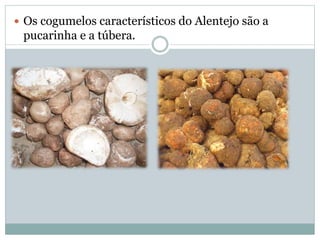  Os cogumelos característicos do Alentejo são a
pucarinha e a túbera.