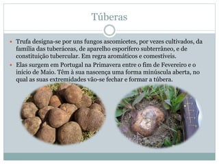 Túberas
Trufa designa-se por uns fungos ascomicetes, por vezes cultivados, da
família das tuberáceas, de aparelho esporífero subterrâneo, e de
constituição tubercular. Em regra aromáticos e comestíveis.
Elas surgem em Portugal na Primavera entre o fim de Fevereiro e o
início de Maio. Têm à sua nascença uma forma minúscula aberta, no
qual as suas extremidades vão-se fechar e formar a túbera.