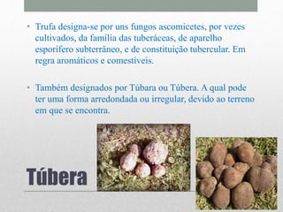Túbera
• Trufa designa-se por uns fungos ascomicetes, por vezes
cultivados, da família das tuberáceas, de aparelho
esporífero subterrâneo, e de constituição tubercular. Em
regra aromáticos e comestíveis.
• Também designados por Túbara ou Túbera. A qual pode
ter uma forma arredondada ou irregular, devido ao terreno
em que se encontra.
 