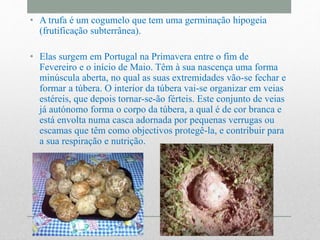 • A trufa é um cogumelo que tem uma germinação hipogeia
(frutificação subterrânea).
• Elas surgem em Portugal na Primavera entre o fim de
Fevereiro e o início de Maio. Têm à sua nascença uma forma
minúscula aberta, no qual as suas extremidades vão-se fechar e
formar a túbera. O interior da túbera vai-se organizar em veias
estéreis, que depois tornar-se-ão férteis. Este conjunto de veias
já autónomo forma o corpo da túbera, a qual é de cor branca e
está envolta numa casca adornada por pequenas verrugas ou
escamas que têm como objectivos protegê-la, e contribuir para
a sua respiração e nutrição.
 
