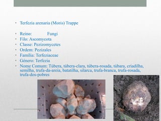 • Terfezia arenaria (Moris) Trappe
• Reino: Fungi
• Filo: Ascomycota
• Classe: Pezizomycetes
• Ordem: Pezizales
• Família: Terfeziaceae
• Género: Terfezia
• Nome Comum: Túbera, túbera-clara, túbera-rosada, túbara, criadilha,
semilha, trufa-da-areia, batatilha, silarca, trufa-branca, trufa-rosada,
trufa-dos-pobres
 
