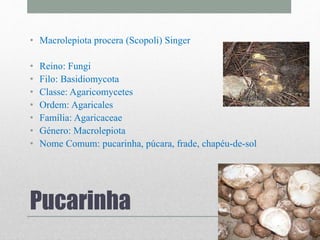 Pucarinha
• Macrolepiota procera (Scopoli) Singer
• Reino: Fungi
• Filo: Basidiomycota
• Classe: Agaricomycetes
• Ordem: Agaricales
• Família: Agaricaceae
• Género: Macrolepiota
• Nome Comum: pucarinha, púcara, frade, chapéu-de-sol
 