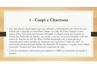 4 - Caapi e Chacrona
• São duas plantas alucinógenas que são utilizadas conjuntamente sob forma de uma
bebida que é ingerida no ritual Santo Daime ou Culto da União Vegetal e várias
outras seitas. Este ritual está bastante difundido no Brasil (existe nos Estados no
Norte, São Paulo, Rio de Janeiro, etc.) tendo o seu uso na nossa sociedade vindo dos
índios da América do Sul. No Peru a bebida preparada com as duas plantas é
chamada pelos índios quéchas de Ayahuasca que quer dizer "vinho da vida". As
alucinações produzidas pela bebida são chamadas de mirações e os guias desta religião
procuram "conduzi-las" para dimensões espirituais da vida.
• Uma das substâncias sintetizadas pelas plantas é a DMT já comentada em relação à
Jurema.
 