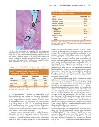 CHAPTER 5  Tooth Morphology, Isolation, and Access	 143
and the distal root of mandibular molars. No main foramen
was seen in 24% of maxillary premolars and 26% of maxillary
incisors. The mesial roots of mandibular molars (50%) and
maxillary premolars (48%) and the mesial roots of maxillary
molars (42%) had the highest percentage of multiple main
foramina. This finding is consistent with observations that
blunted roots usually have more than one root canal. The mean
values for the size of the main foramen are listed in Table 5-6.
Sizes ranged from 210 µm for the maxillary premolars to
392 µm for the distal roots of the mandibular molars. All
groups of teeth had at least one accessory foramen. The maxil-
lary premolars had the most and the largest accessory foramina
(mean value, 53 µm) and the most complicated apical mor-
phologic makeup. The mandibular premolars had strikingly
similar characteristics, a possible reason root canal procedures
may fail in premolar teeth.
The morphology of the apical third of the root reflects mul-
tiple anatomic variations, including numerous accessory canals;
areas of resorption and repaired resorption; attached, embed-
ded, and free pulp stones; varying amounts of reparative dentin;
and varying root canal diameters (Table 5-7).140,141
Primary
dentinal tubules are found less often than in the coronal dentin
and are more or less irregular in direction and density. Some
areas are completely devoid of tubules. Fine tubular branches
(300 to 700 µm in diameter) that run at a 45-degree angle to
the main tubules and microbranches (25 to 200 µm in diam-
eter) that run at a 90-degree angle to the main tubules are often
present (Fig. 5-22). This variable nature of the apical structure
and significant absence of dentinal tubules may lead to reduced
chances of bacterial invasion into the dentinal walls; however,
it also presents challenges for all root canal procedures, from
cleaning and disinfection to obturation.
Clinically, considerable controversy exists over the exact
termination point for root canal procedures in the apical third
of the root; clinical determination of apical canal morphology
is difficult at best.84,193
The existence of an AC may be more
conceptual than real. Several studies have reported that a tra-
ditional single AC was present less than half the time, particu-
larly when apical root resorption and periradicular pathosis
were factors.44,55,192,238
The apical portion of the root canal often
in 7% of lateral incisors.139
Both the root apex and the AF of
the central incisors and canines were displaced distolabially,
whereas those of the lateral incisors were displaced distolin-
gually. The perpendicular distance from the root apex to the
AC and both mesiodistal and labiolingual root canal diameters
at the AC are shown in Table 5-5. The labiolingual diameter
in all maxillary anterior teeth is approximately 50 µm more
than the mesiodistal diameter. This has definite implications
for intracanal root canal procedures because only the mesio-
distal diameter is evident on radiographs.
Scanning electron microscopy has been used to determine
the number and size of main apical foramina, their distance
from the anatomic apex, and the size of accessory foramina.
Morfis et al.145
observed that more than one main foramen was
found in all teeth except the palatal root of maxillary molars
FIG. 5-21  Root apex following root canal filling (RCF) short of the actual
root length. Histologic evidence shows that hard tissue (black arrows) has
formed from the cells of the periodontal ligament (PDL) adjacent to the root
filling material. Cementum formation on the internal aspect of the apical
foramen is indicated by the yellow arrows. These findings accentuate the
variable nature of the apical tissues. (From Gutmann JL, Lovdahl PE: Problem
solving in endodontics, ed 5, St Louis, 2011, Elsevier.)
PDL
PDL
RDF
TABLE 5-5 
Mean Perpendicular Distance from Root Apex to
Apical Constriction with Mesiodistal and
Labiolingual Diameters at Constriction
Tooth
Mesiodistal
(mm)
Labiolingual
(mm)
Vertical
(mm)
Central incisor 0.37 0.428 0.863
Lateral incisor 0.307 0.369 0.825
Canine 0.313 0.375 1.01
From Mizutani T, Ohno N, Nakamura H: Anatomical study of the root apex in the maxil-
lary anterior teeth, J Endod 18:344, 1992.
TABLE 5-6 
Size of Main Apical Foramina
Teeth Mean Value (µm)
Maxillary incisors 289.4
Mandibular incisors 262.5
Maxillary premolars 210
Mandibular premolars 268.25
Maxillary molars
  Palatal 298
  Mesiobuccal 235.05
  Distobuccal 232.2
Mandibular molars
  Mesial 257.5
  Distal 392
From Morfis A, Sylaras SN, Georgopoulou M, et al: Study of the apices of human
permanent teeth with the use of a scanning electron microscope, Oral Surg Oral Med
Oral Pathol 77:172, 1994.
 
