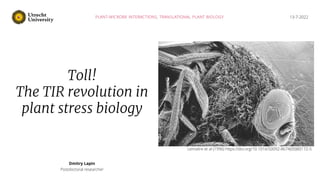 13-7-2022
Toll!
The TIR revolution in
plant stress biology
Dmitry Lapin
Postdoctoral researcher
PLANT-MICROBE INTERACTIONS, TRANSLATIONAL PLANT BIOLOGY
Lemaitre et al (1996) https://doi.org/10.1016/S0092-8674(00)80172-5
 