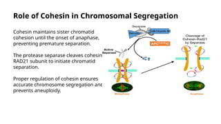 Cohesin And Condesin In Chromsomal Segregation.pptx