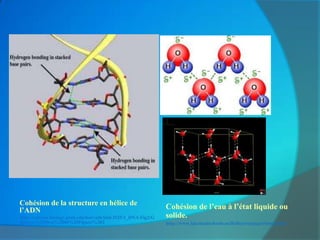 Cohésion de la structure en hélice de
l’ADN                                                            Cohésion de l’eau à l’état liquide ou
http://courses.biology.utah.edu/horvath/biol.3525/1_DNA/Fig2/G   solide.
uinness%20Step%2068%20Figure%202                                 http://www.lakelandschools.us/lh/lburris/pages/bonds.htm
 