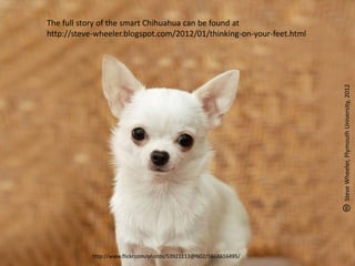 The full story of the smart Chihuahua can be found at
http://steve-wheeler.blogspot.com/2012/01/thinking-on-your-feet.html




                                                                       Steve Wheeler, Plymouth University, 2012
           http://www.flickr.com/photos/53921113@N02/5668616495/
 
