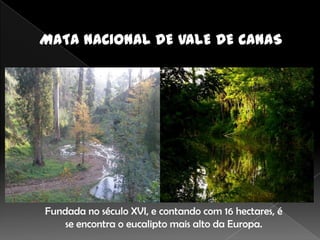 Fundada no século XVI, e contando com 16 hectares, é
    se encontra o eucalipto mais alto da Europa.
 