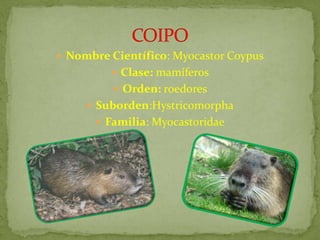  Nombre Científico: Myocastor Coypus
          Clase: mamíferos
           Orden: roedores
      Suborden:Hystricomorpha
        Familia: Myocastoridae
 