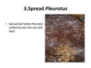 3.Spread Pleurotus
• Spread half bottle Pleurotus
uniformly over the coir pith
layer.
 