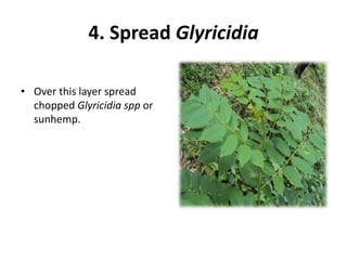 4. Spread Glyricidia
• Over this layer spread
chopped Glyricidia spp or
sunhemp.
 