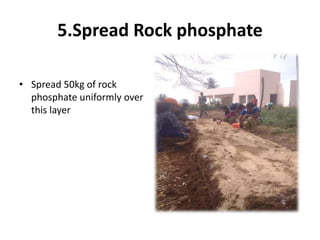5.Spread Rock phosphate
• Spread 50kg of rock
phosphate uniformly over
this layer
 