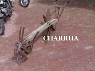 Charrua
 