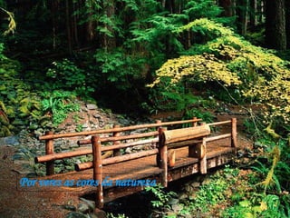 Por veres as cores da natureza 