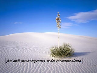 Até onde menos esperares, podes encontrar alento . 