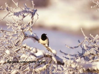 Respira como quem beija 