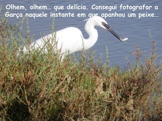 Olhem, olhem… que delícia. Consegui fotografar a
Garça naquele instante em que apanhou um peixe…
 