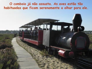 O comboio já não assusta. As aves estão tão
habituadas que ficam serenamente a olhar para ele.
 