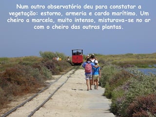 Num outro observatório deu para constatar a
vegetação: estorno, armeria e cardo marítimo. Um
cheiro a marcela, muito intenso, misturava-se no ar
com o cheiro das outras plantas.
 
