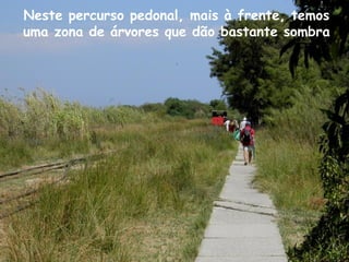 Neste percurso pedonal, mais à frente, temos
uma zona de árvores que dão bastante sombra
 