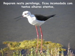 Reparem nesta pernilonga, ficou incomodada com
tantos olhares atentos,
 