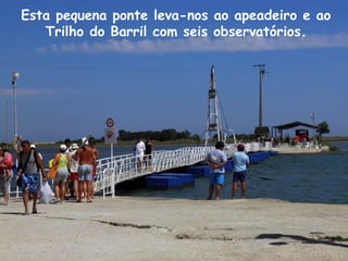 Esta pequena ponte leva-nos ao apeadeiro e ao
Trilho do Barril com seis observatórios.
 