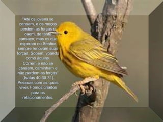 "Até os jovens se cansam, e os moços perdem as forças e caem, de tanto cansaço; mas os que esperam no Senhor sempre renovam suas forças. Sobem, voando como águias. Correm e não se cansam, caminham e não perdem as forças“ (Isaías 40:30-31).Pessoas com as quais viver. Fomos criados para os relacionamentos.