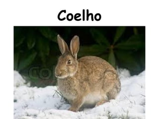 Coelho
 