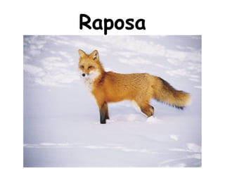 Raposa
 