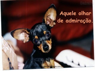 Aquele olhar de admiração. http://www.sitecuriosidades.com.br 