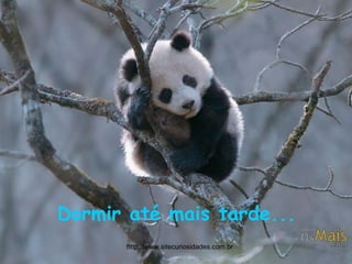 Dormir até mais tarde... http://www.sitecuriosidades.com.br 