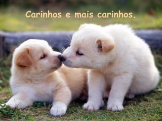 Carinhos e mais carinhos.

 