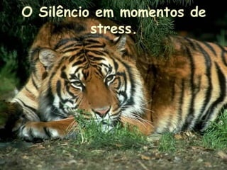 O Silêncio em momentos de
stress.

 