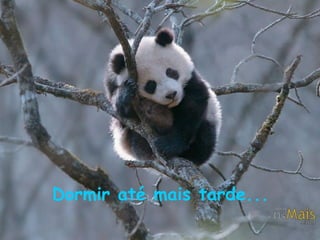 Dormir até mais tarde... 