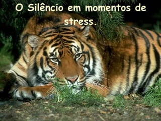 O Silêncio em momentos de stress. 