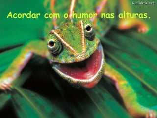 Acordar com o humor nas alturas. 