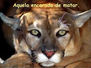 Aquela encarada de matar. 