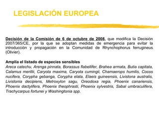 Decisión de la Comisión de 6 de octubre de 2008 ,  que modifica la Decisión 2007/365/CE, por la que se adoptan medidas de emergencia para evitar la introducción y propagación en la Comunidad de Rhynchophorus ferrugineus (Olivier). Amplía el listado de especies sensibles Areca catechu, Arenga pinnata, Borassus flabellifer, Brahea armata, Butia capitata, Calamus merillii, Caryota maxima, Caryota cumingii, Chamaerops humilis, Cocos nucifera, Corypha gebanga, Corypha elata, Elaeis guineensis, Livistona australis, Livistonia decipiens, Metroxylon sagu, Oreodoxa regia, Phoenix canariensis, Phoenix dactylifera, Phoenix theophrasti, Phoenix sylvestris, Sabal umbraculifera, Trachycarpus fortunei y Washingtonia spp. LEGISLACIÓN EUROPEA 