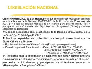 Orden ARM/605/2009, de 6 de marzo ,  por la que se establecen medidas específicas para la aplicación de la Decisión 2007/365/CE, de la Comisión, de 25 de mayo de 2007, por la que se adoptan medidas de emergencia para evitar la introducción y propagación en la Comunidad de “ Rhynchophorus ferrugineus ” (Olivier) y medidas especiales de protección. Medidas específicas para la aplicación de la Decisión 2007/365/CE, de la Comisión de 25 de mayo de 2007, Medidas especiales de protección para los palmerales históricos de Elche, Orihuela y Alicante. Prohibición introducción “ Palmae ” > 5cm.(Excepto para reposiciones) Zona de seguridad 5 km de radio: - Elche: X: 701817,783; Y: 4238382,56      - Orihuela: X: 680336,021; Y: 4217534,11      - Alicante: X: 717465,955; Y: 4244715,94 Requisitos para la importación de palmeras que deban cumplir con una inmovilización en el territorio comunitario posterior a su entrada en el mismo, para evitar la introducción y propagación en el territorio nacional de “ Rhynchophorus ferrugineus ” (Olivier). LEGISLACIÓN NACIONAL 