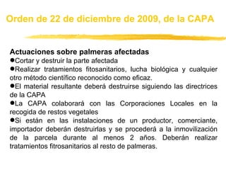 Actuaciones sobre palmeras afectadas Cortar y destruir la parte afectada Realizar tratamientos fitosanitarios, lucha biológica y cualquier otro método científico reconocido como eficaz. El material resultante deberá destruirse siguiendo las directrices de la CAPA La CAPA colaborará con las Corporaciones Locales en la recogida de restos vegetales Si están en las instalaciones de un productor, comerciante, importador deberán destruirlas y se procederá a la inmovilización de la parcela durante al menos 2 años. Deberán realizar tratamientos fitrosanitarios al resto de palmeras.  Orden de 22 de diciembre de 2009, de la CAPA 