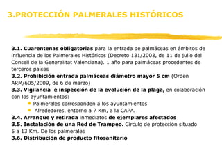 3.PROTECCIÓN PALMERALES HISTÓRICOS 3.1. Cuarentenas obligatorias  para la entrada de palmáceas en ámbitos de influencia de los Palmerales Históricos (Decreto 131/2003, de 11 de julio del  Consell de la Generalitat Valenciana). 1 año para palmáceas procedentes de  terceros países 3.2. Prohibición entrada palmáceas diámetro mayor 5 cm  (Orden  ARM/605/2009, de 6 de marzo)  3.3. Vigilancia  e inspección de la evolución de la plaga,  en colaboración  con los ayuntamientos: Palmerales corresponden a los ayuntamientos  Alrededores, entorno a 7 Km, a la CAPA.  3.4. Arranque y retirada  inmediatos  de ejemplares   afectados 3.5. Instalación de una Red de Trampeo.  Círculo de protección situado  5 a 13 Km. De los palmerales 3.6. Distribución de producto fitosanitario 