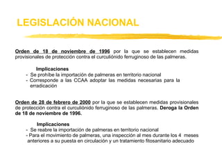 Orden de 18 de noviembre de 1996   por la que se establecen medidas provisionales de protección contra el curculiónido ferruginoso de las palmeras.    Implicaciones -  Se prohíbe la importación de palmeras en territorio nacional - Corresponde a las CCAA adoptar las medidas necesarias para la    erradicación Orden de 28 de febrero de 2000   por la que se establecen medidas provisionales de protección contra el curculiónido ferruginoso de las palmeras.  Deroga la Orden de 18 de noviembre de 1996.   Implicaciones -  Se reabre la importación de palmeras en territorio nacional - Para el movimiento de palmeras, una inspección al mes durante los 4  meses   anteriores a su puesta en circulación y un tratamiento fitosanitario adecuado LEGISLACIÓN NACIONAL 