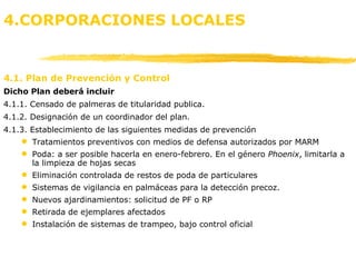 4.CORPORACIONES LOCALES 4.1. Plan de Prevención y Control Dicho Plan deberá incluir 4.1.1. Censado de palmeras de titularidad publica. 4.1.2. Designación de un coordinador del plan. 4.1.3. Establecimiento de las siguientes medidas de prevención  Tratamientos preventivos con medios de defensa autorizados por MARM Poda: a ser posible hacerla en enero-febrero. En el género  Phoenix , limitarla a la limpieza de hojas secas Eliminación controlada de restos de poda de particulares Sistemas de vigilancia en palmáceas para la detección precoz. Nuevos ajardinamientos: solicitud de PF o RP Retirada de ejemplares afectados Instalación de sistemas de trampeo, bajo control oficial 