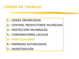 LÍNEAS DE TRABAJO 1.- ZONAS DEMARCADAS 2.- CONTROL PRODUCTORES PALMÁCEAS 3.- PROTECCIÓN PALMERALES 4.- CORPORACIONES LOCALES 5.- PARTICULARES 6.- EMPRESAS AUTORIZADAS 7.- INVESTIGACIÓN 