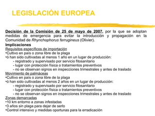 Decisión de la Comisión de 25 de mayo de 2007 ,  por la que se adoptan medidas de emergencia para evitar la introducción y propagación en la Comunidad de  Rhynchophorus ferrugineus  (Olivier). Implicaciones Requisitos específicos de importación Cultivo en país o zona libre de la plaga ó han sido cultivadas al menos 1 año en un lugar de producción: - registrado y supervisado por servicio fitosanitario - lugar con protección física o tratamientos preventivos - no se observan signos en inspecciones trimestrales y antes de traslado Movimiento de palmáceas Cultivo en país o zona libre de la plaga ó han sido cultivadas al menos 2 años en un lugar de producción: - registrado y supervisado por servicio fitosanitario - lugar con protección física o tratamientos preventivos - no se observan signos en inspecciones trimestrales y antes de traslado Zonas demarcadas 10 km entorno a zonas infestadas 3 años sin plaga para dejar de serlo Control intensivo y medidas oportunas para la erradicación LEGISLACIÓN EUROPEA 
