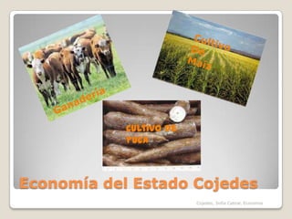 Economía del Estado CojedesCultivoDeMaízGanaderíaCultivo de yucaCojedes, Sofia Cabral, Economia