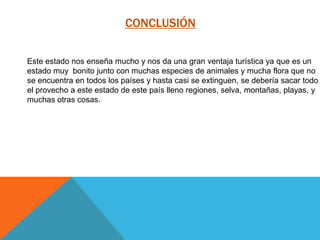 CONCLUSIÓN
Este estado nos enseña mucho y nos da una gran ventaja turística ya que es un
estado muy bonito junto con muchas especies de animales y mucha flora que no
se encuentra en todos los países y hasta casi se extinguen, se debería sacar todo
el provecho a este estado de este país lleno regiones, selva, montañas, playas, y
muchas otras cosas.

 